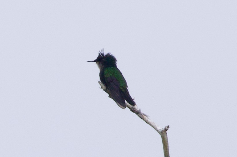 Antillean Crested Hummingbird - ML619650992