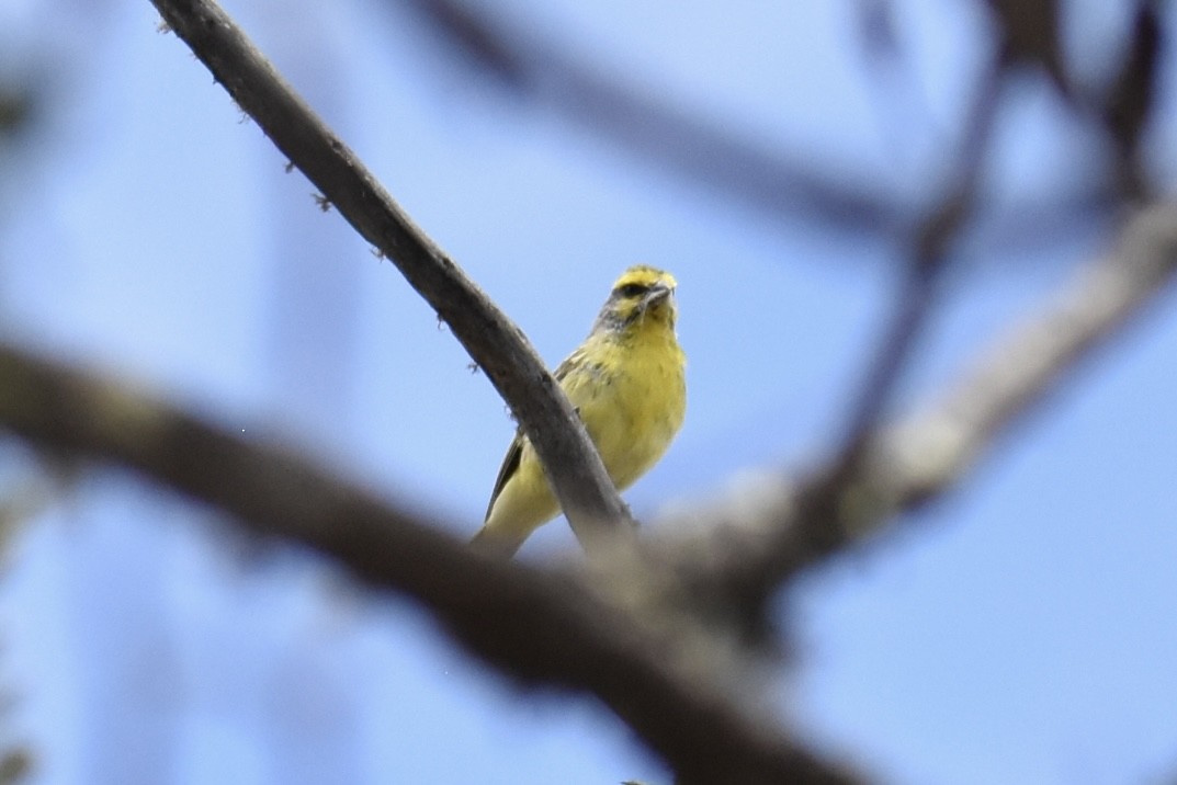 Yellow-fronted Canary - ML619651001