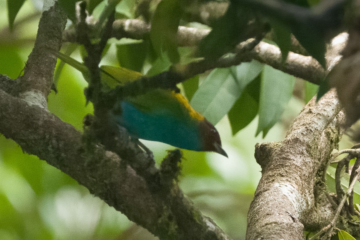 Bay-headed Tanager - ML619651019
