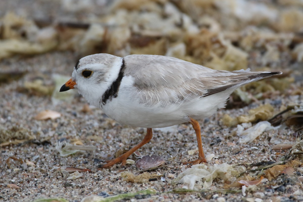 Piping Plover - ML619651089