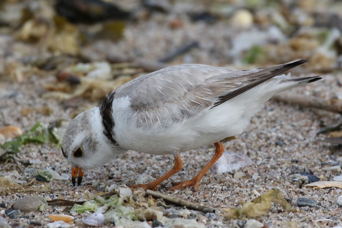 Piping Plover - ML619651098