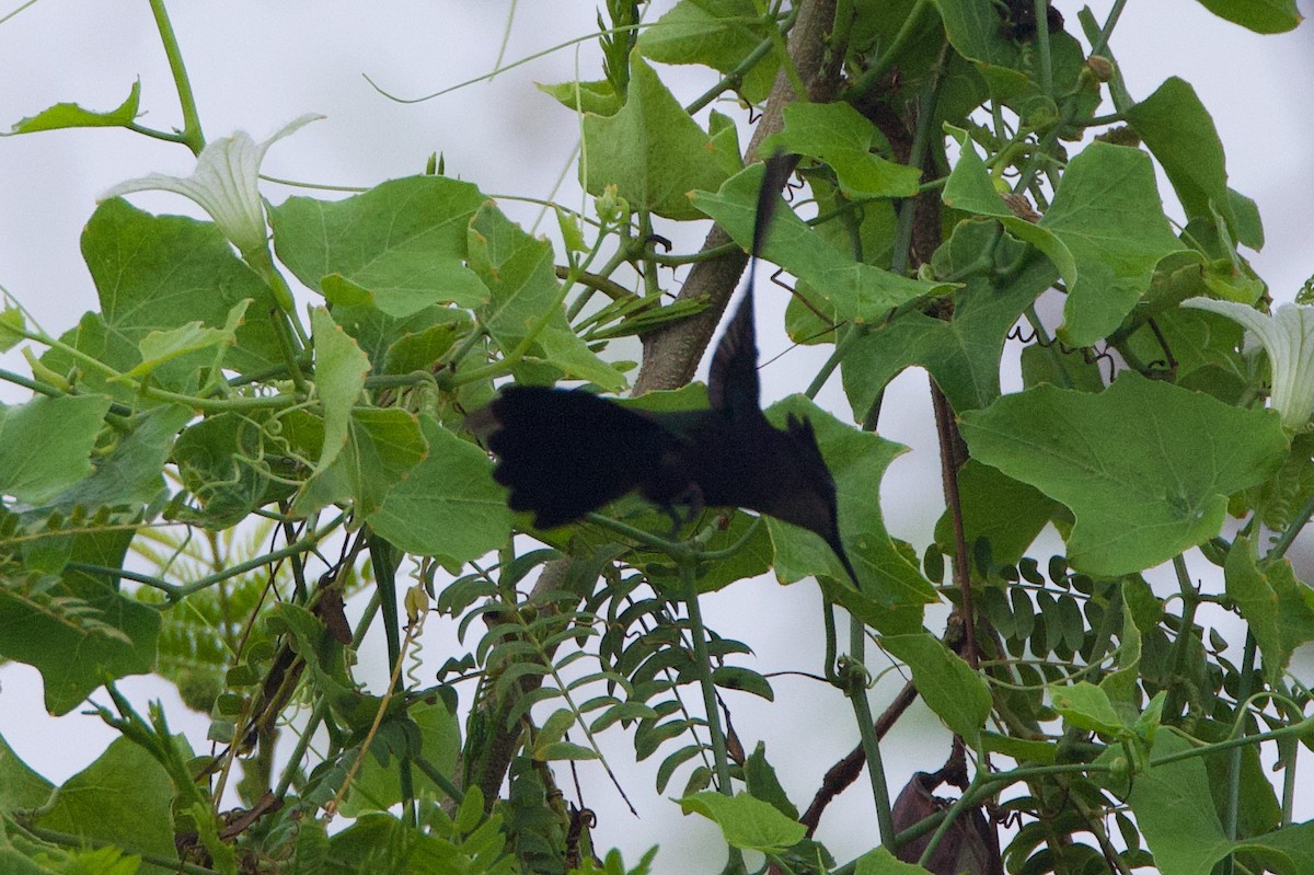 Antillean Crested Hummingbird - ML619651114