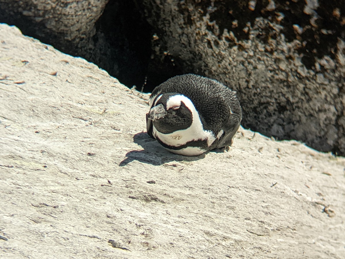 Pingüino de El Cabo - ML619651293