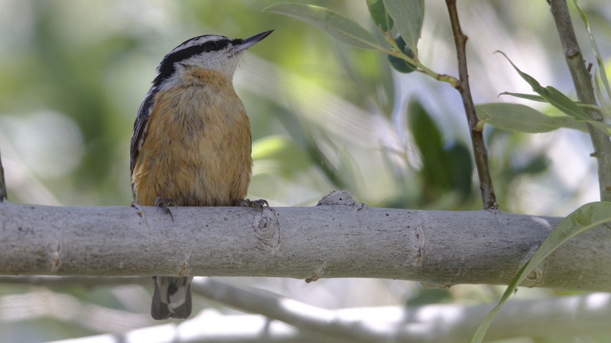 Red-breasted Nuthatch - ML619651295