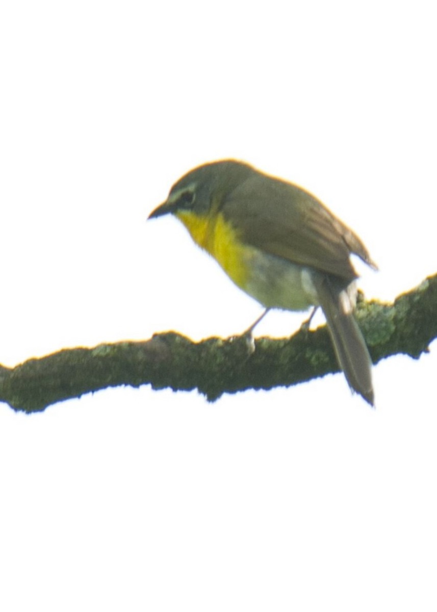 Yellow-breasted Chat - ML619651297