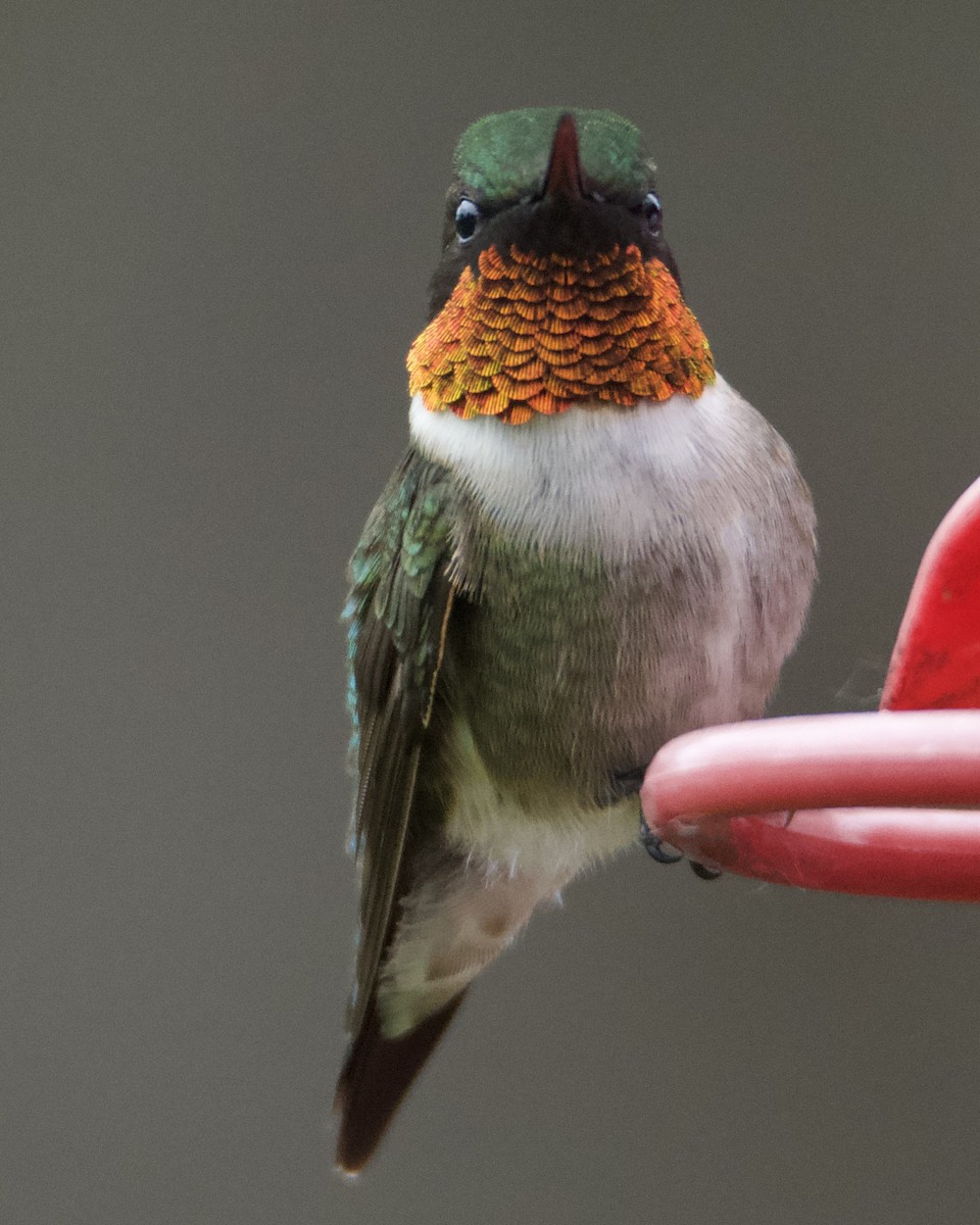 Ruby-throated Hummingbird - ML619651348