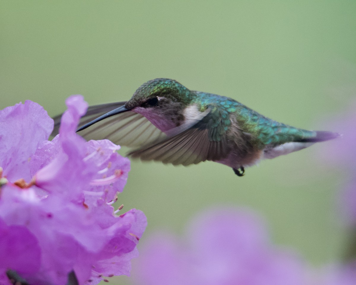 Ruby-throated Hummingbird - ML619651353