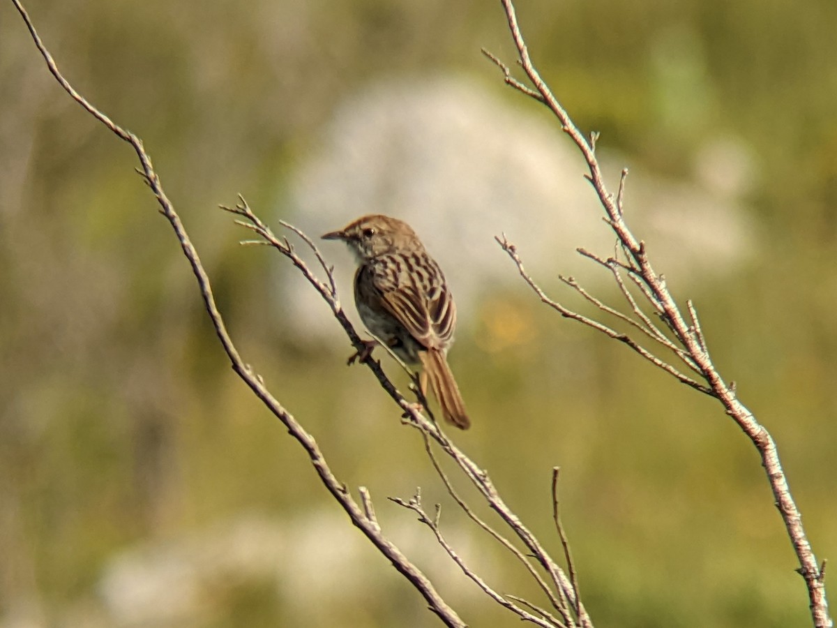 Red-headed Cisticola (Red-headed) - ML619651417
