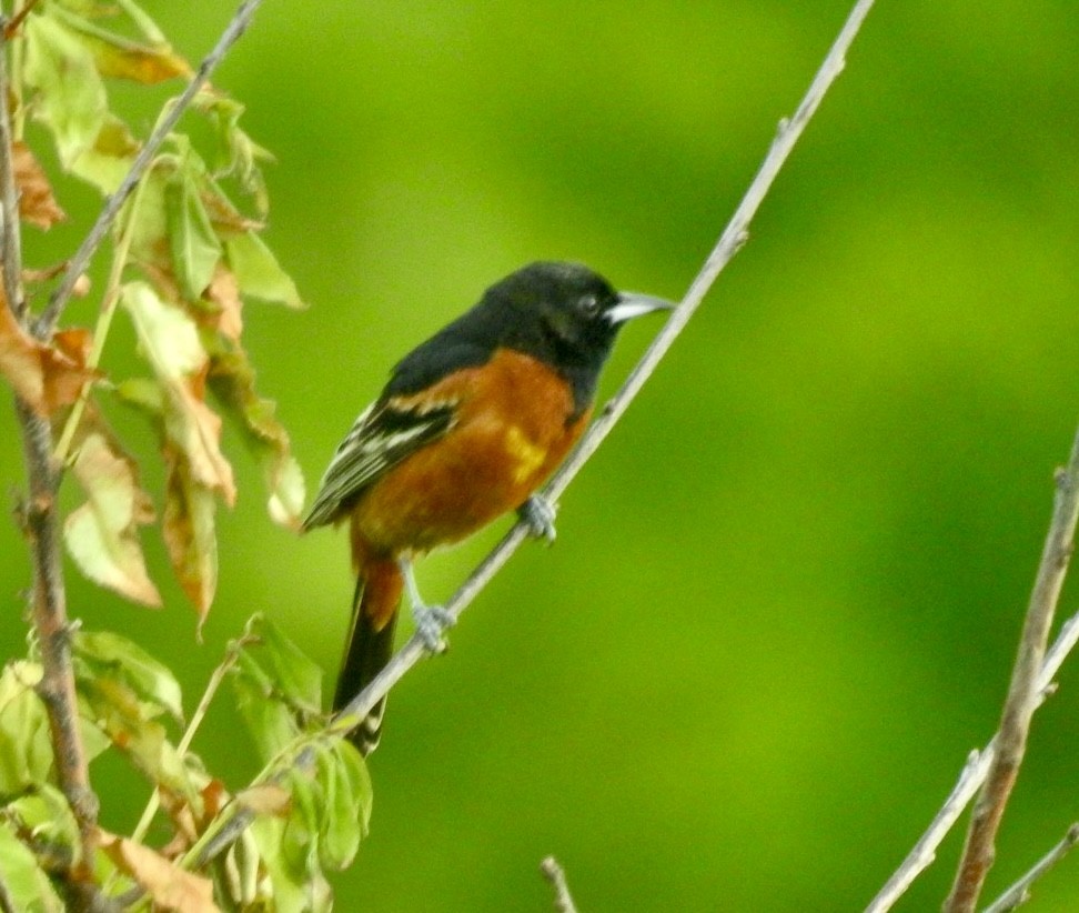 Orchard Oriole - ML619651427