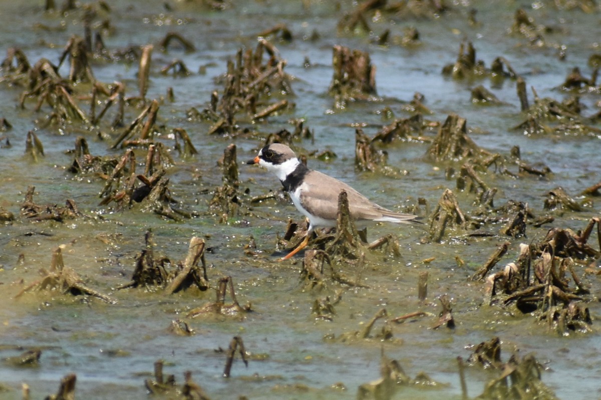 Semipalmated Plover - ML619651564