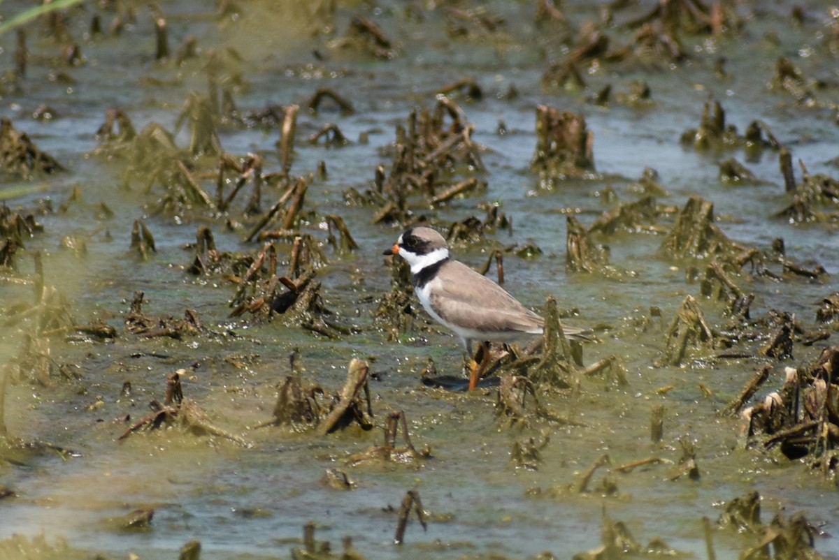 Semipalmated Plover - ML619651568