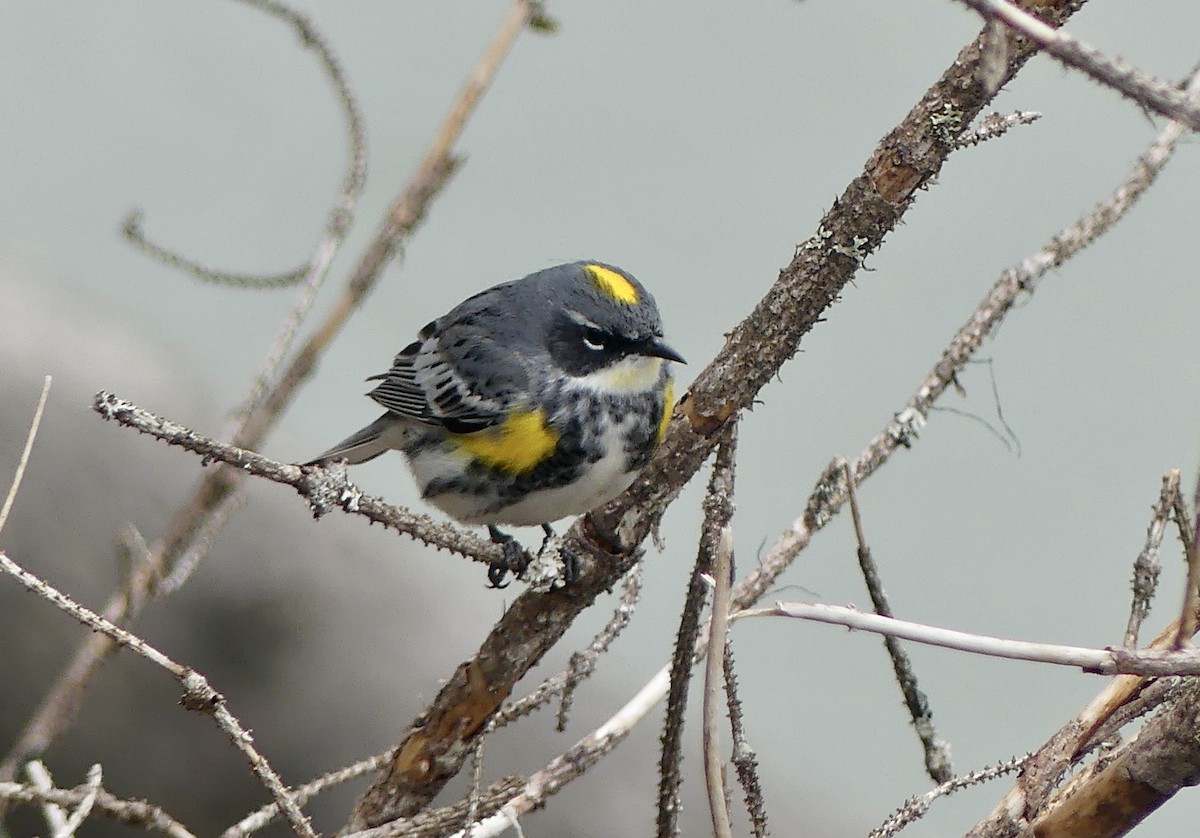 Yellow-rumped Warbler (Myrtle x Audubon's) - ML619651582
