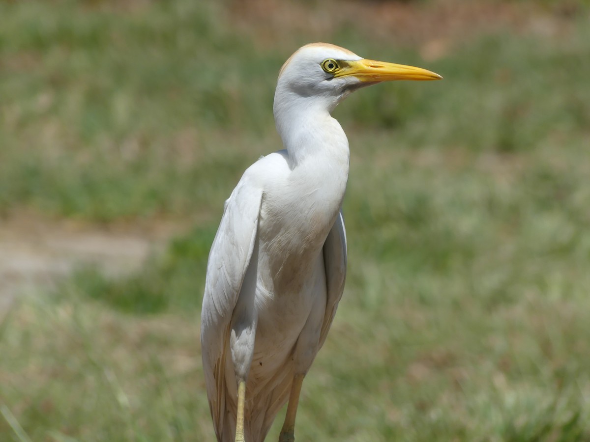 Египетская цапля (ibis) - ML619651586