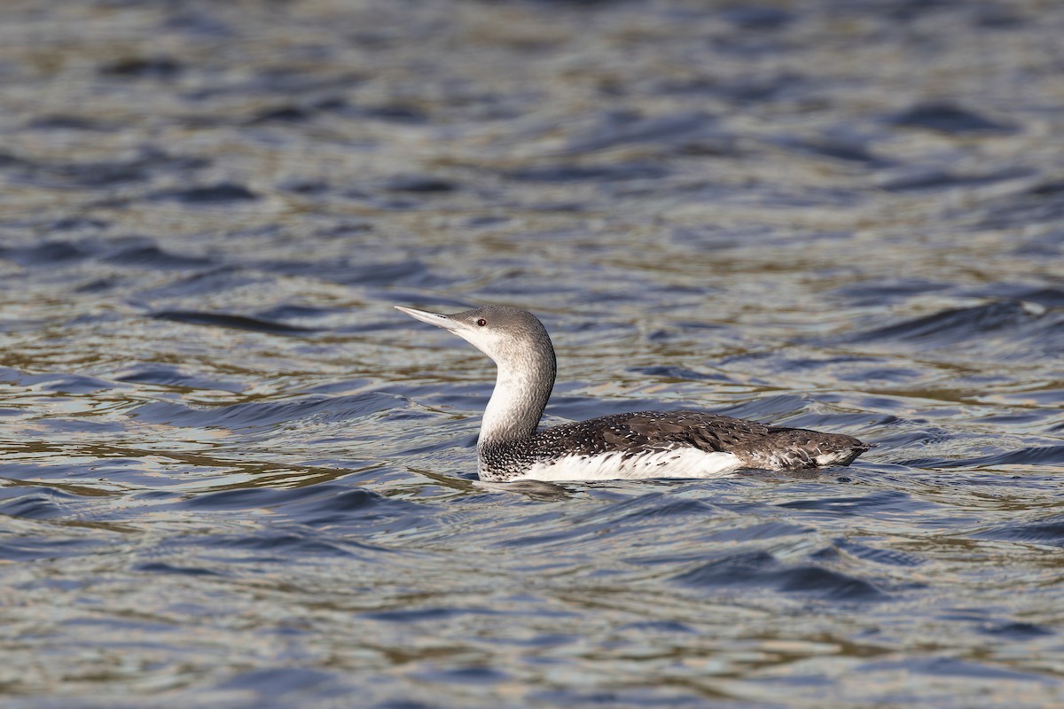Red-throated Loon - ML619651588