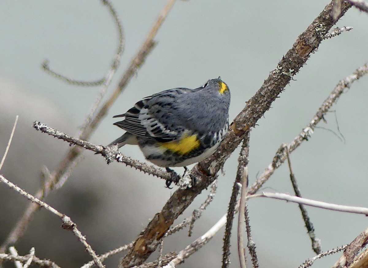 Yellow-rumped Warbler (Myrtle x Audubon's) - ML619651603