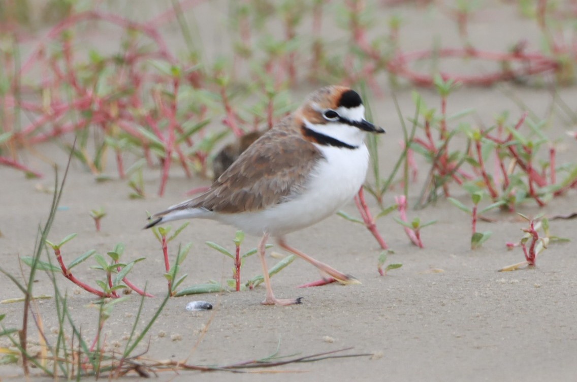 Collared Plover - ML619651676