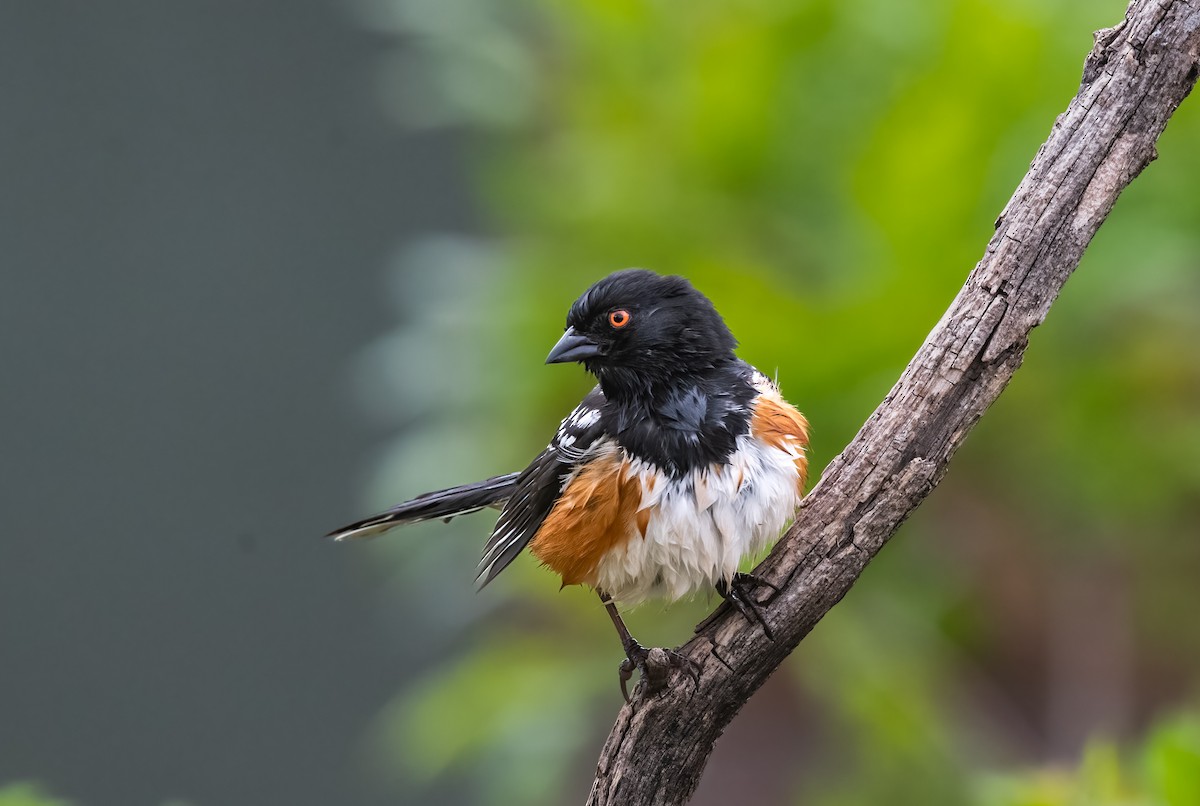 Spotted Towhee - ML619651693