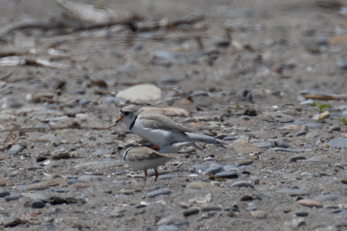 Piping Plover - ML619651770