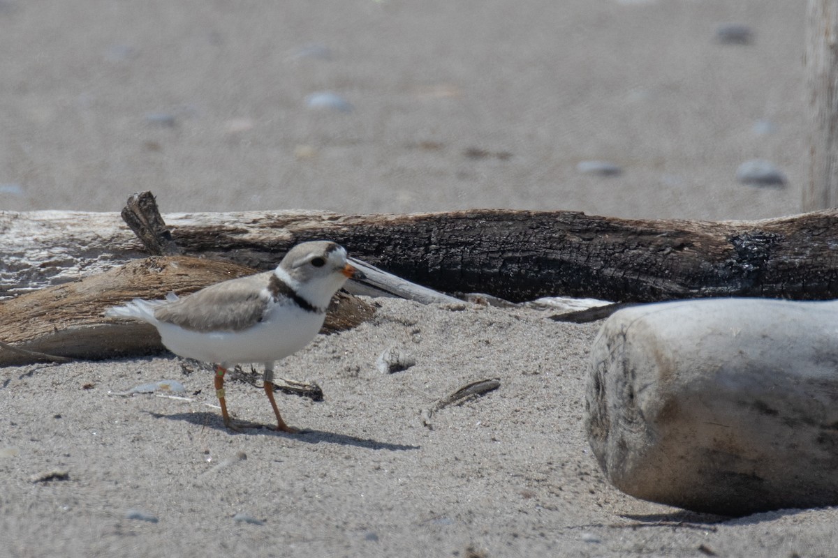 Piping Plover - ML619651773