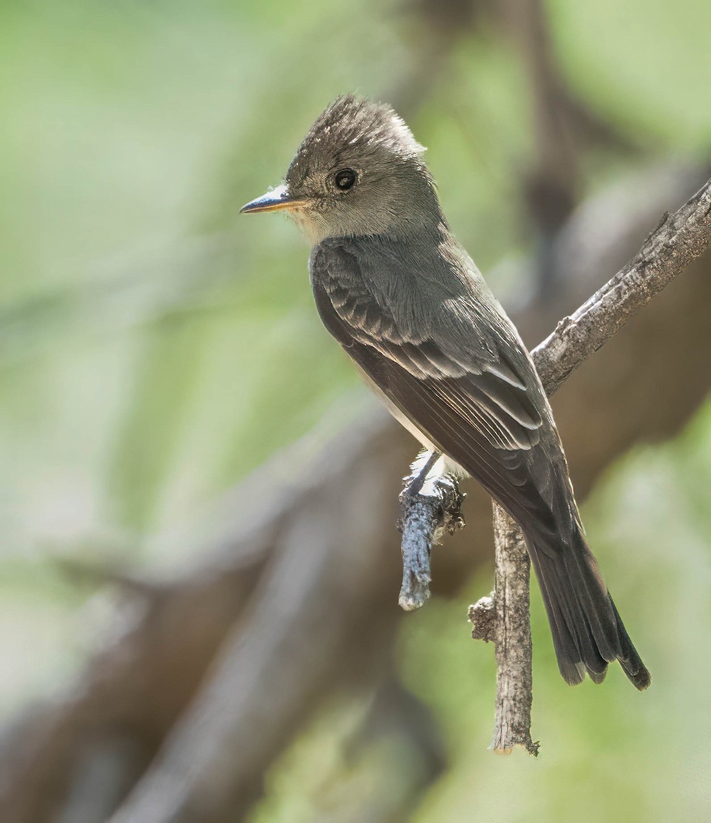 Greater Pewee - ML619651791