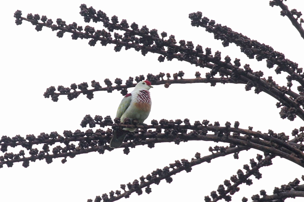 Many-colored Fruit-Dove - ML619651813