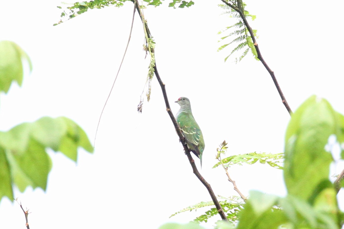 Many-colored Fruit-Dove - ML619651829
