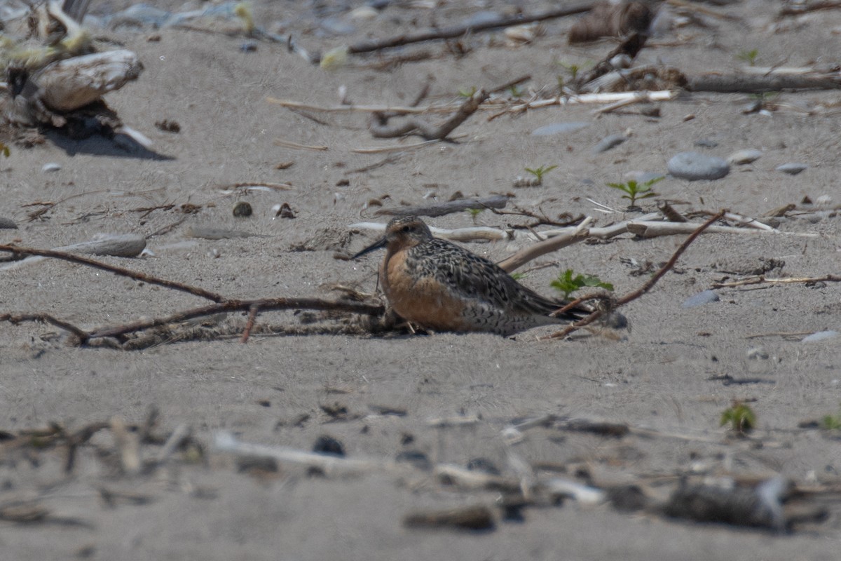 Red Knot - ML619651851