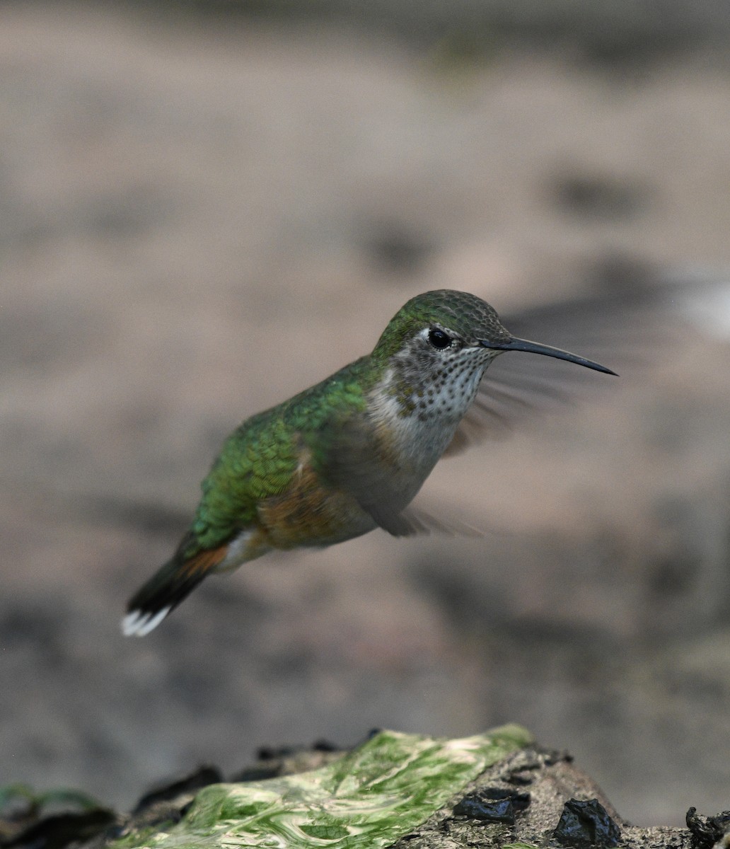 Broad-tailed Hummingbird - ML619651861