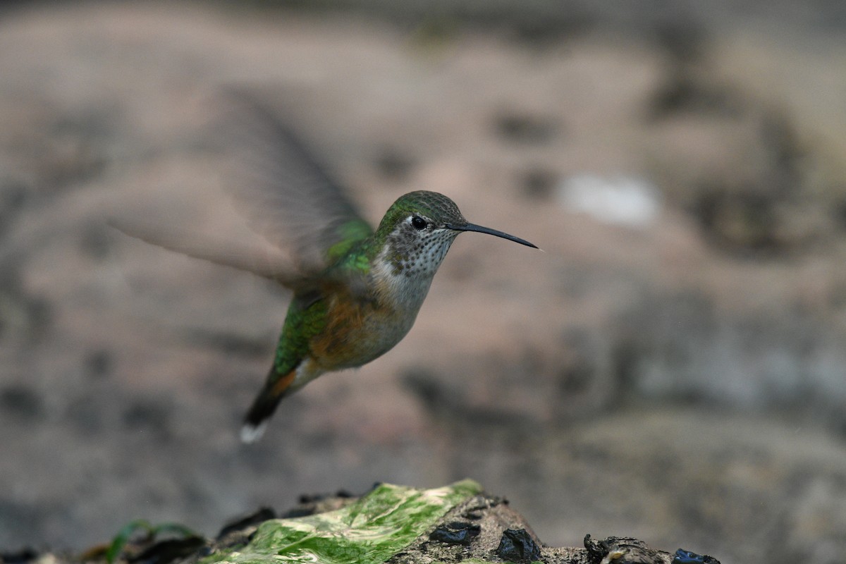 Broad-tailed Hummingbird - ML619651866