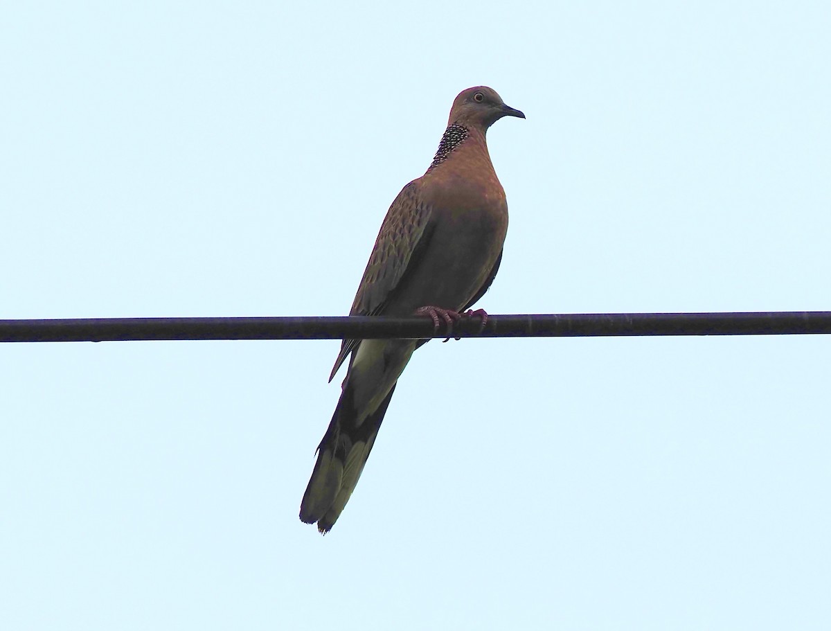 Spotted Dove - ML619651966