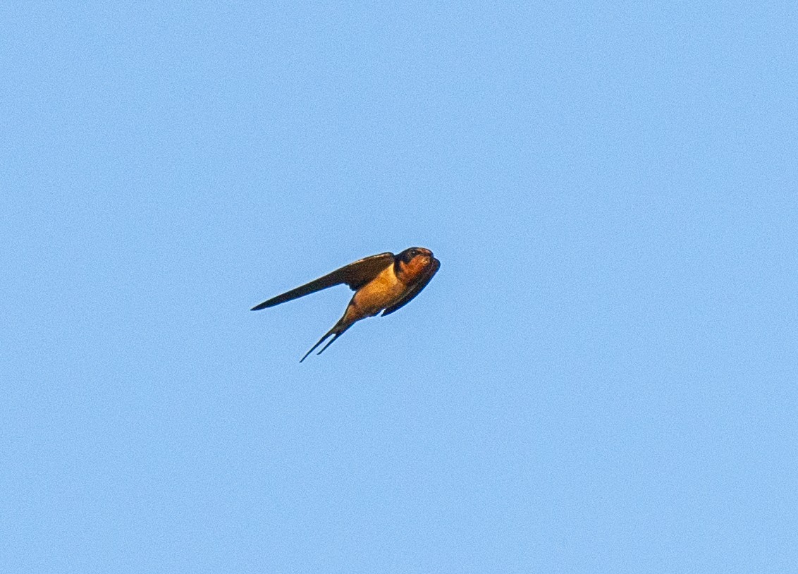 Barn Swallow - ML619652006