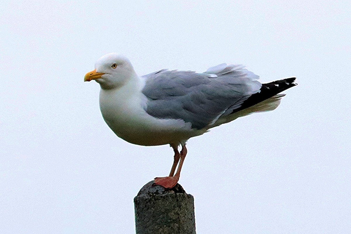 Herring Gull - ML619652008