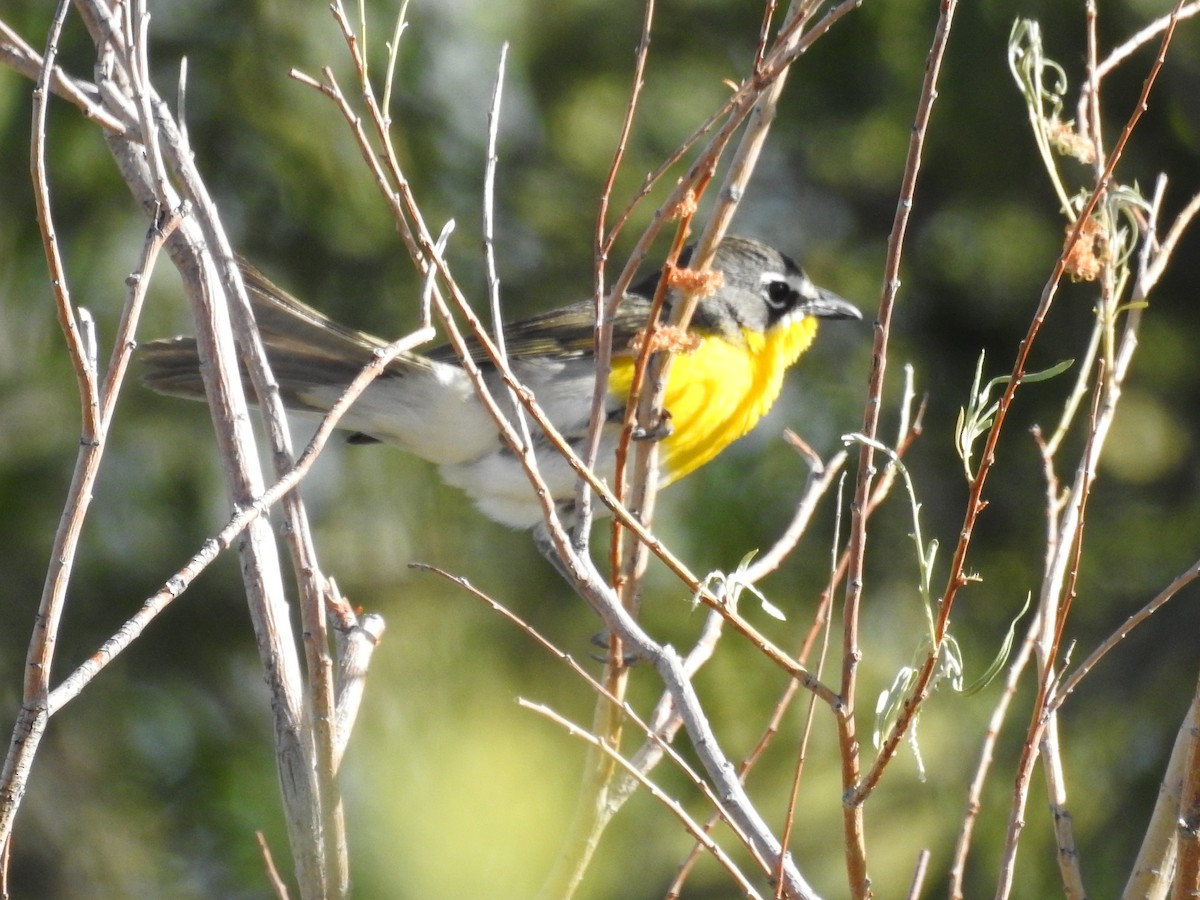 Yellow-breasted Chat - ML619652018