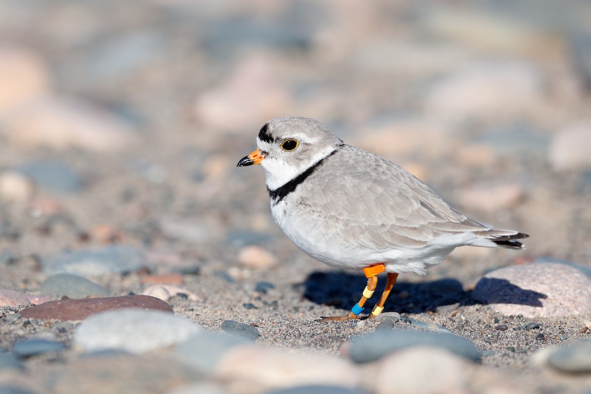 Piping Plover - ML619652022