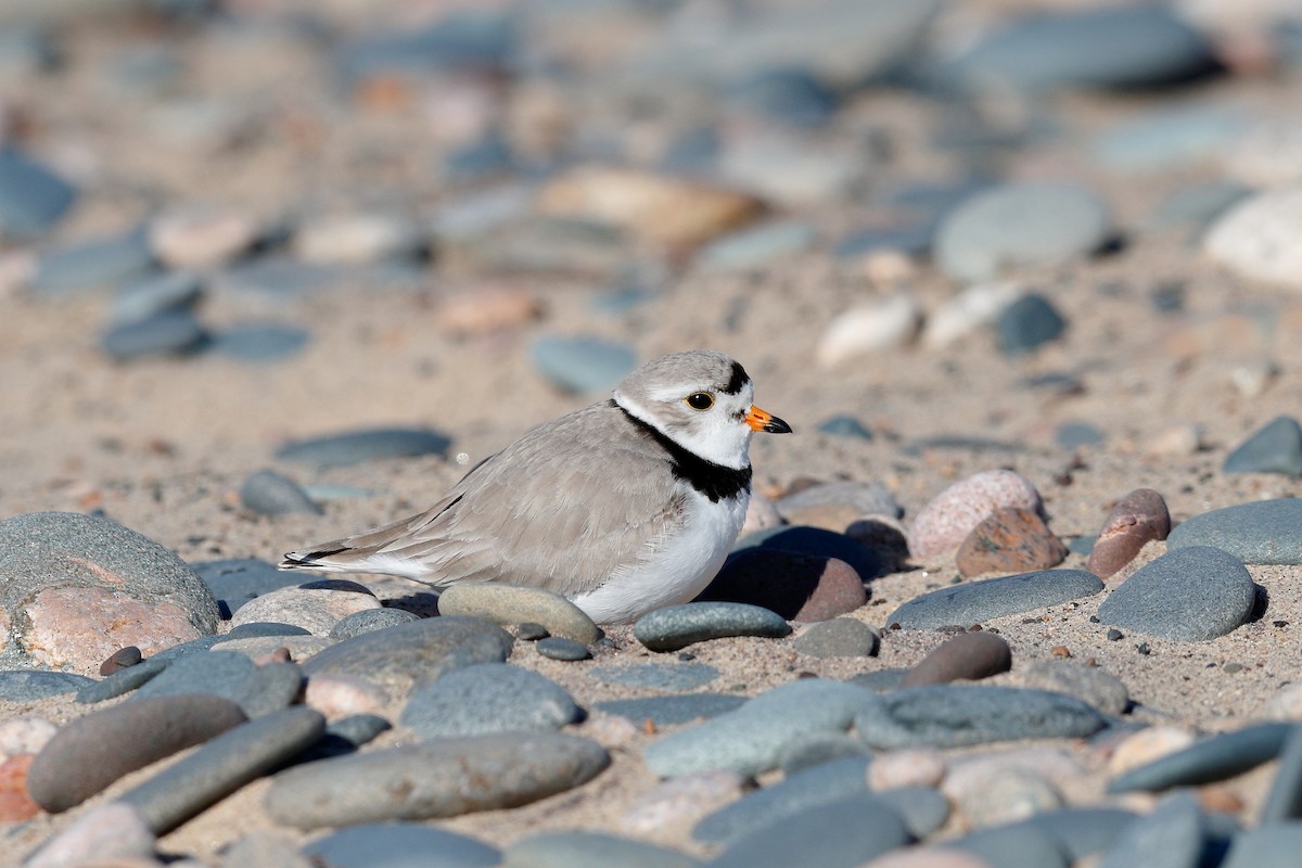 Piping Plover - ML619652033