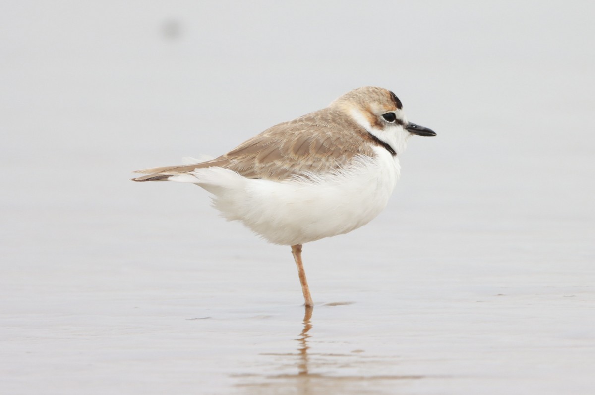Collared Plover - ML619652035