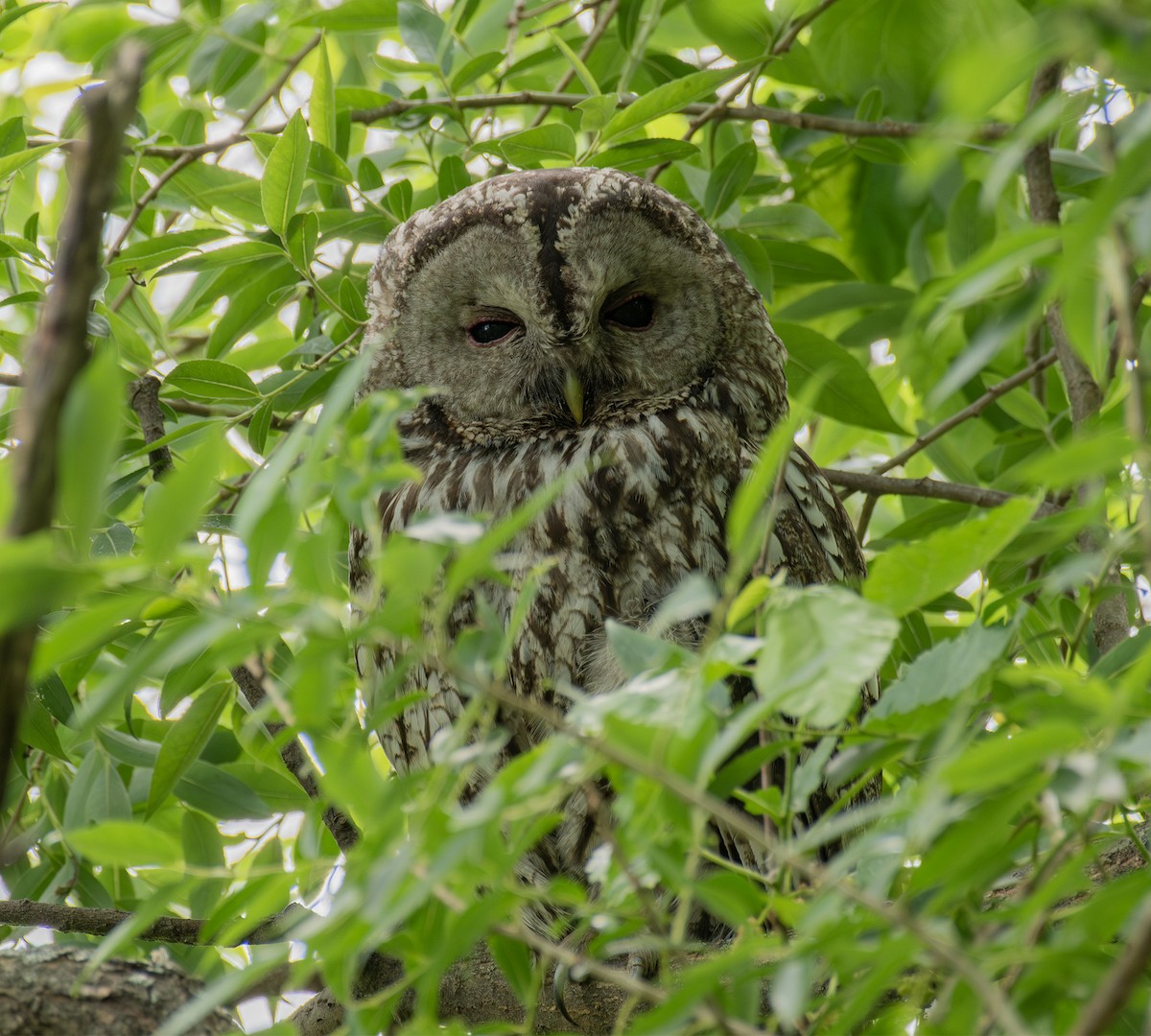 Himalayan Owl - ML619652168