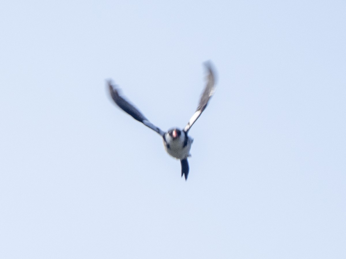 Pin-tailed Whydah - ML619652200