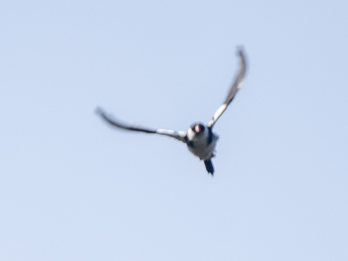 Pin-tailed Whydah - ML619652207