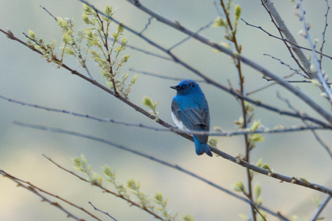 Blue-and-white Flycatcher - ML619652294