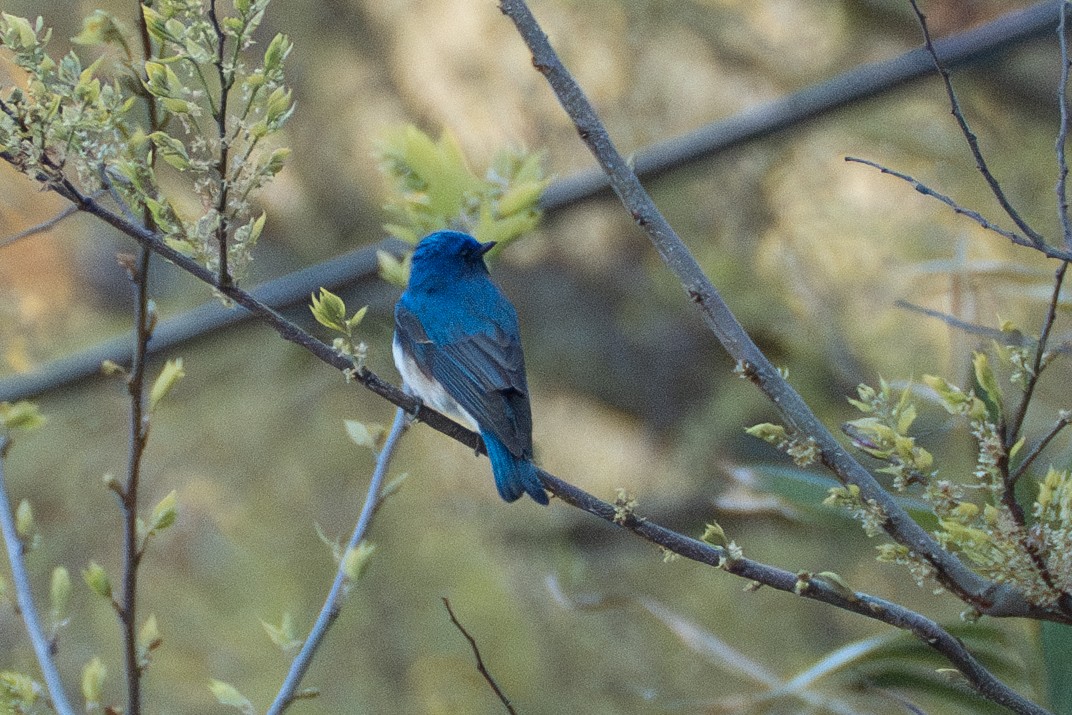 Blue-and-white Flycatcher - ML619652300