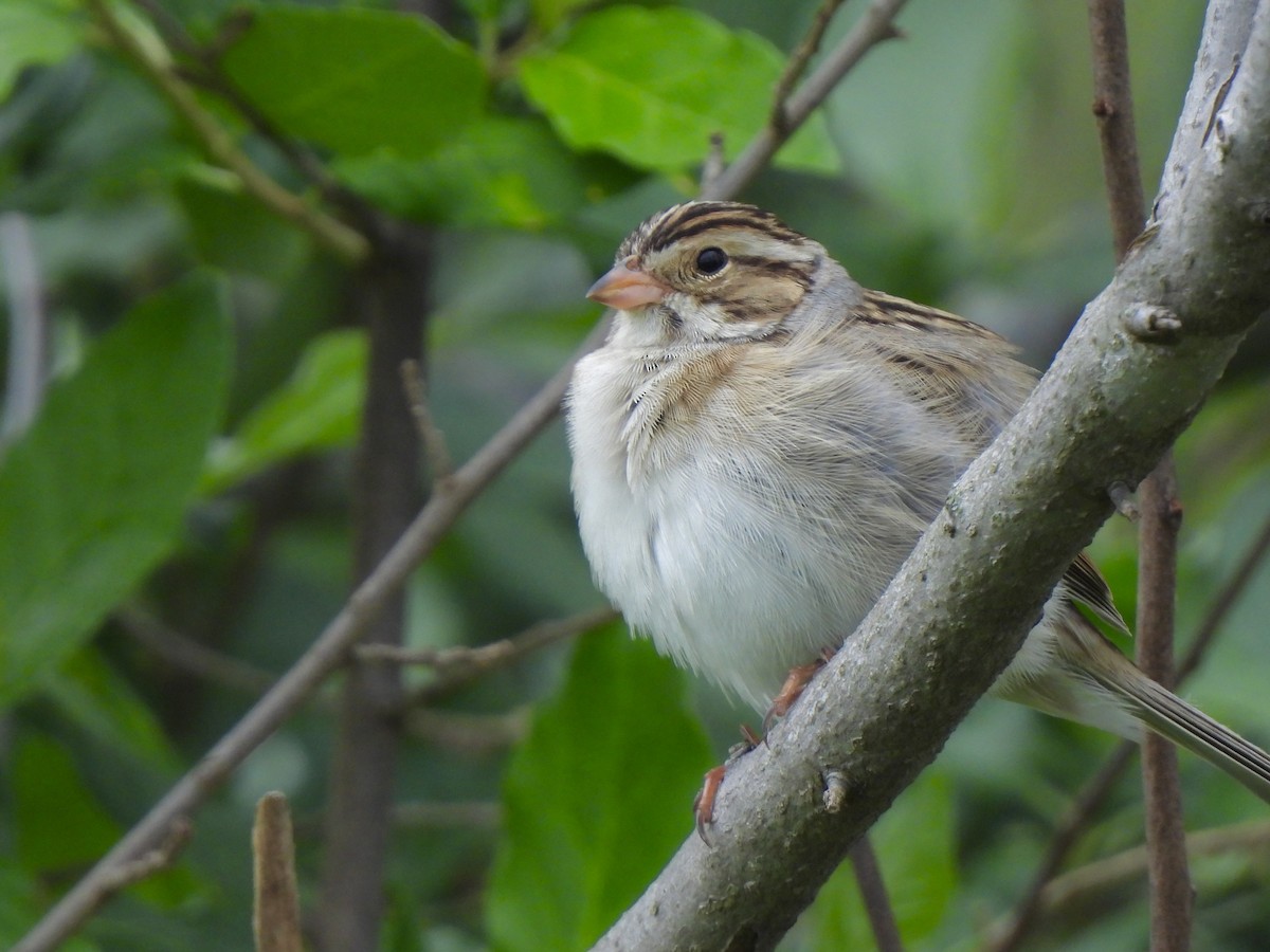 Clay-colored Sparrow - ML619652310