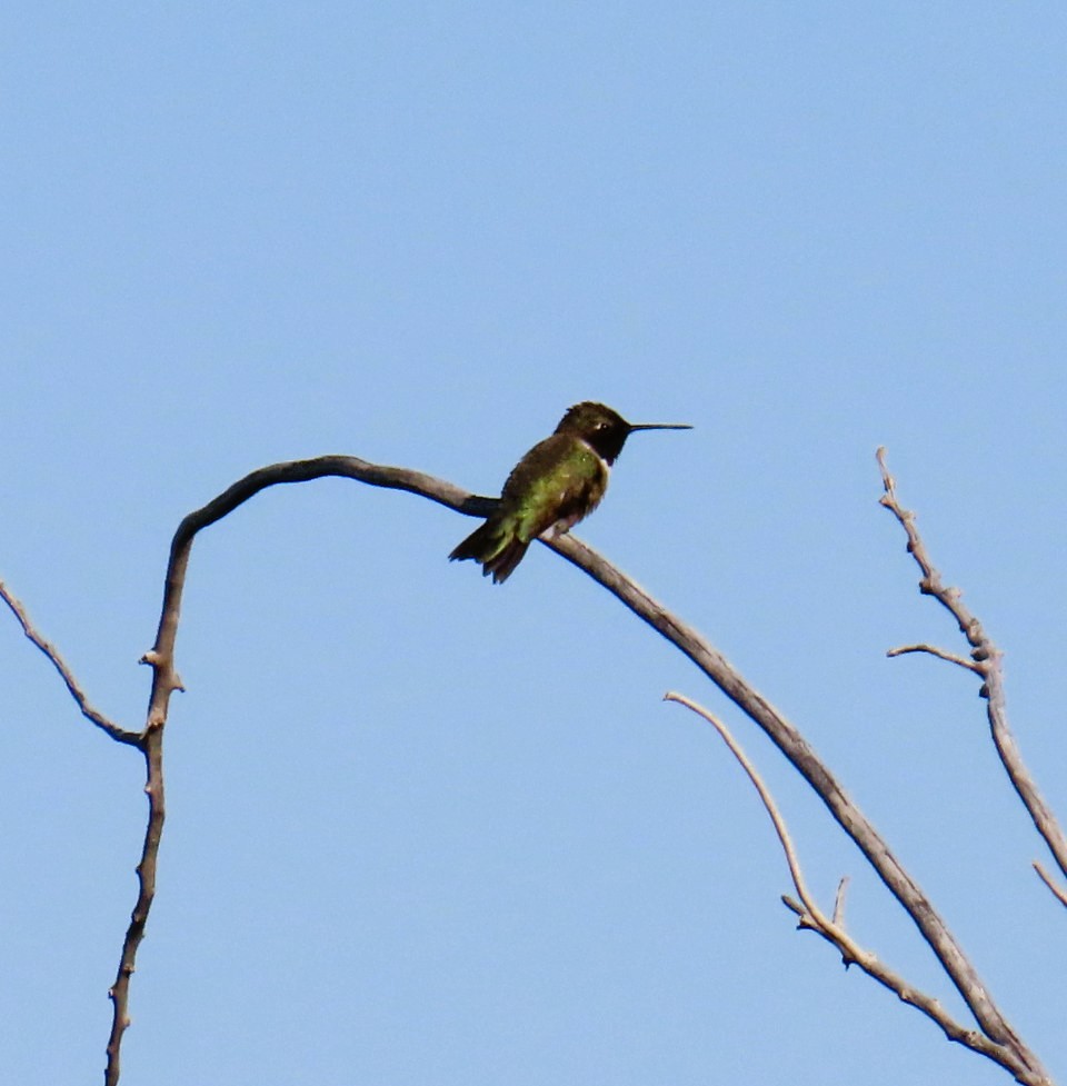 Black-chinned Hummingbird - ML619652331