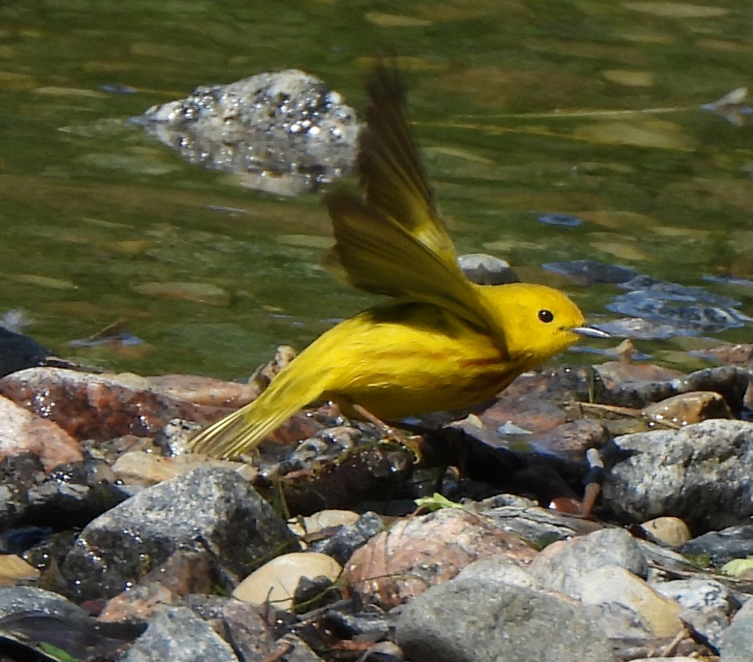 Yellow Warbler - ML619652350