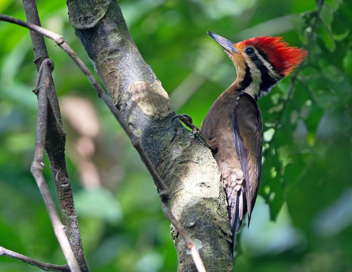 Olive-backed Woodpecker - ML619652459