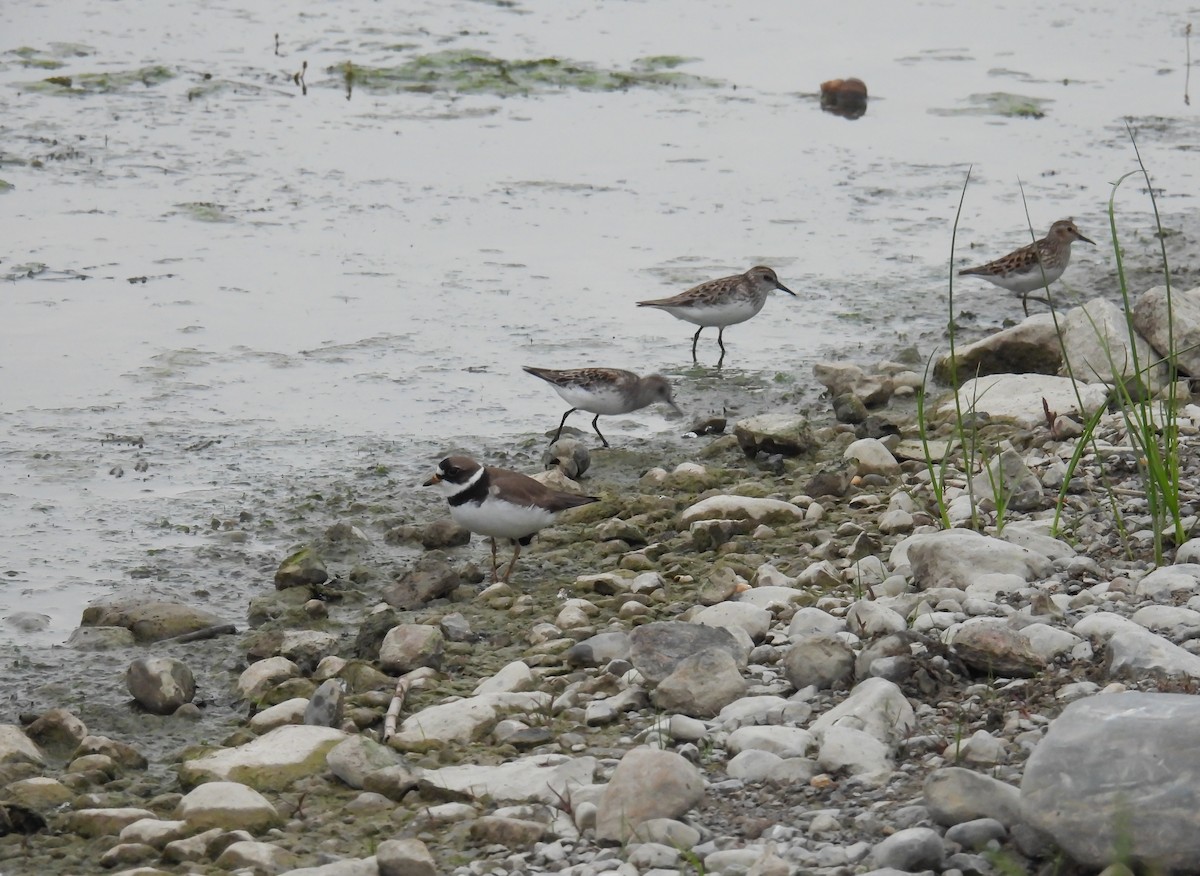 Semipalmated Plover - ML619652493