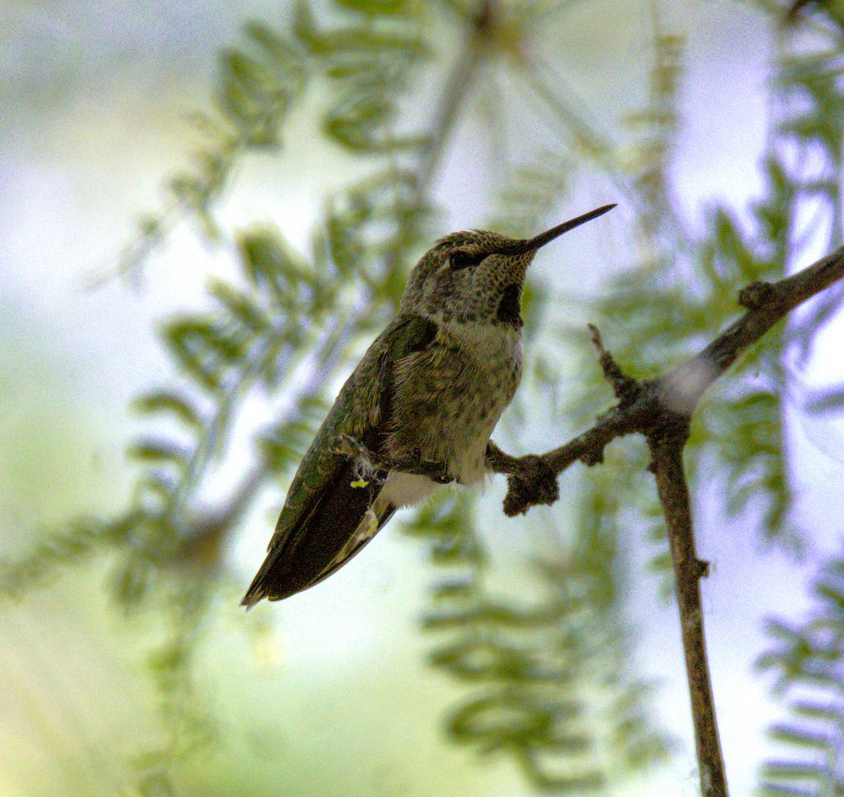 Anna's Hummingbird - ML619652494