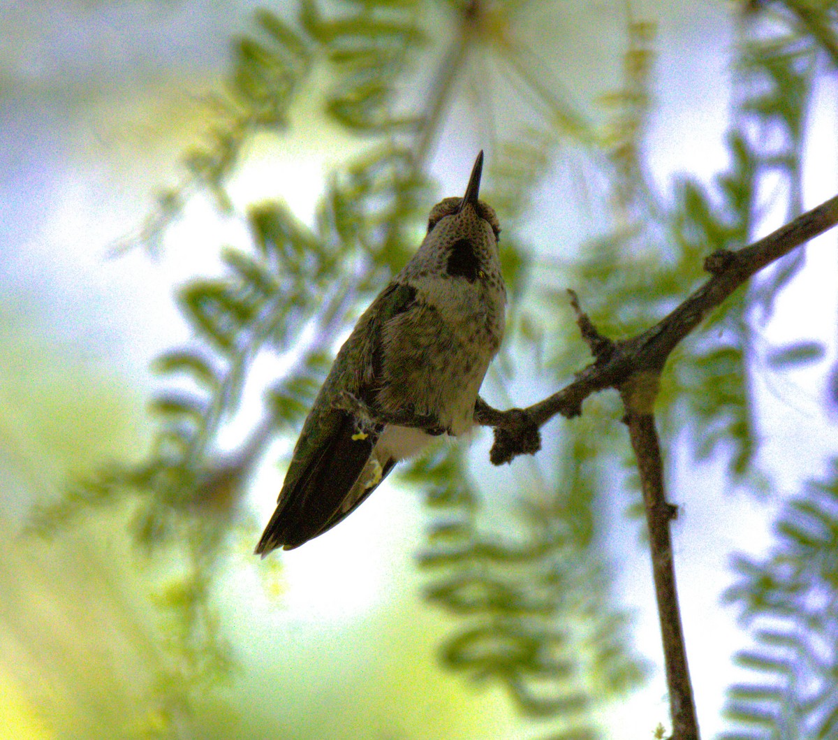 Anna's Hummingbird - ML619652495