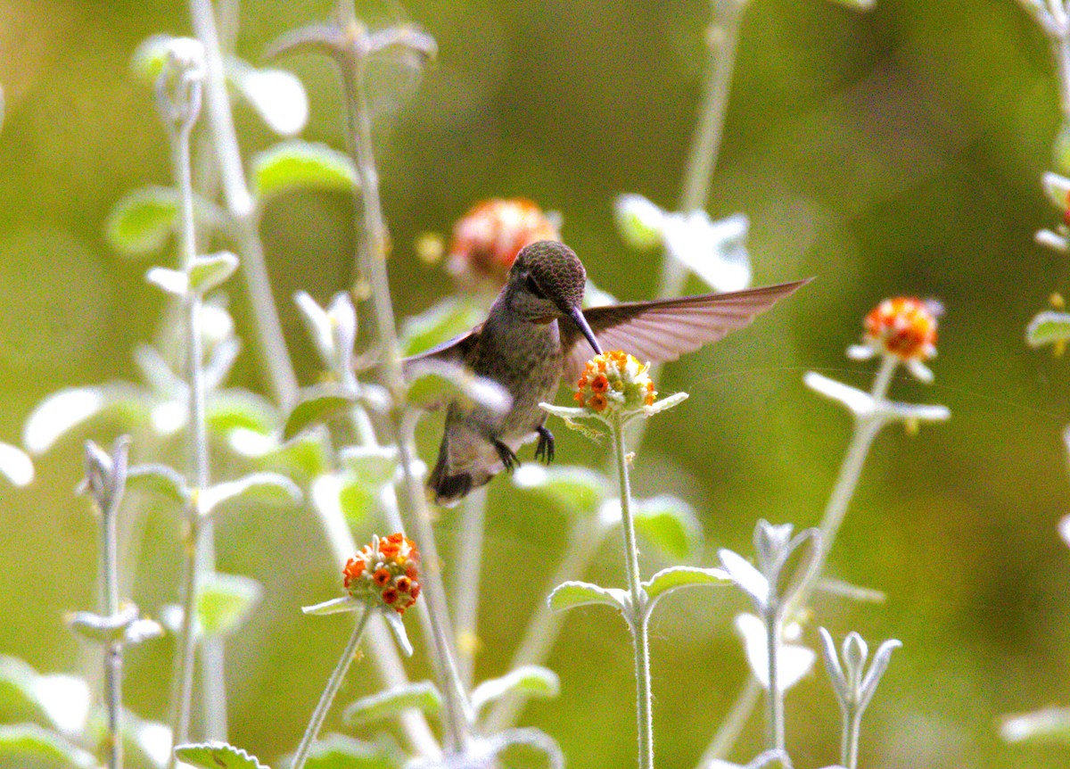 Anna's Hummingbird - ML619652496