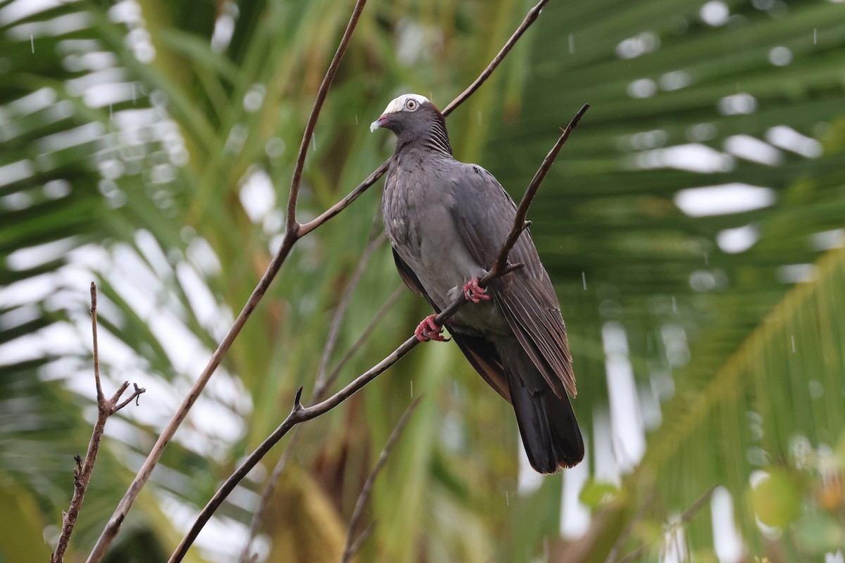 White-crowned Pigeon - ML619652564